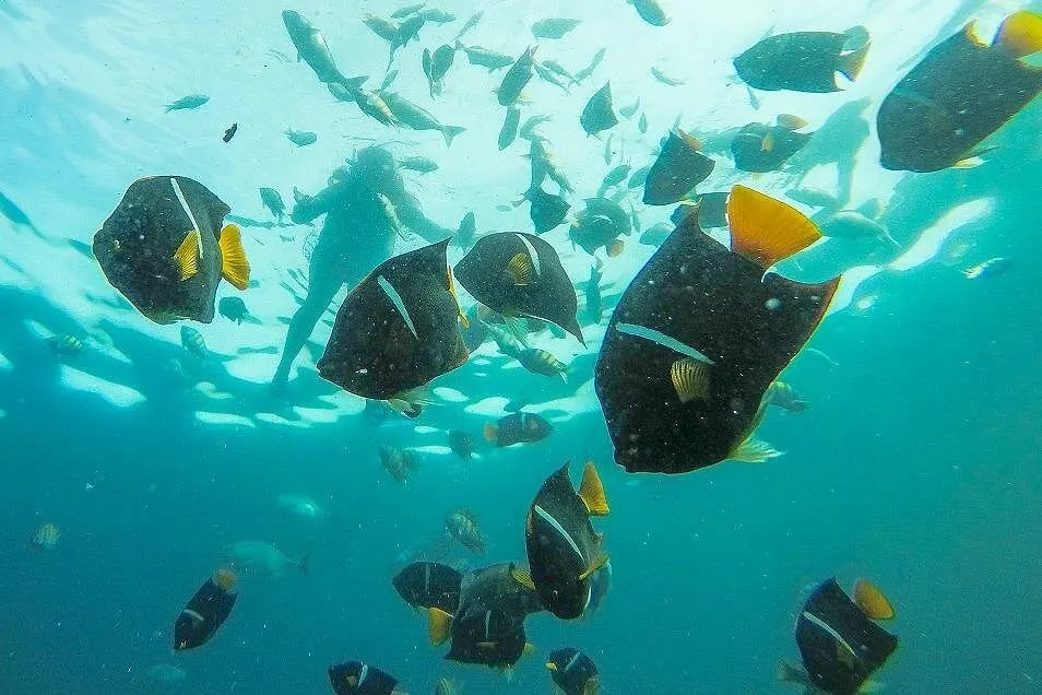 Snorkelers swimming above a school of king angelfish in clear water